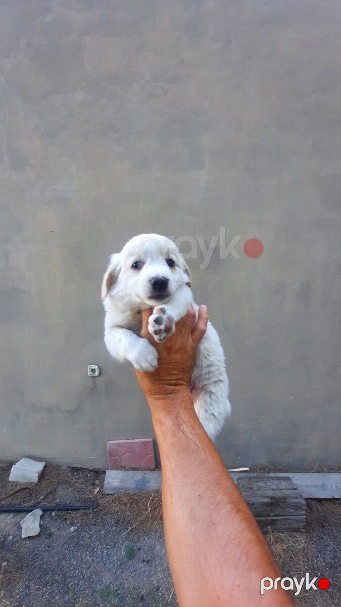 Labrador Retriver balası — Köpəklər, Bakı (2)