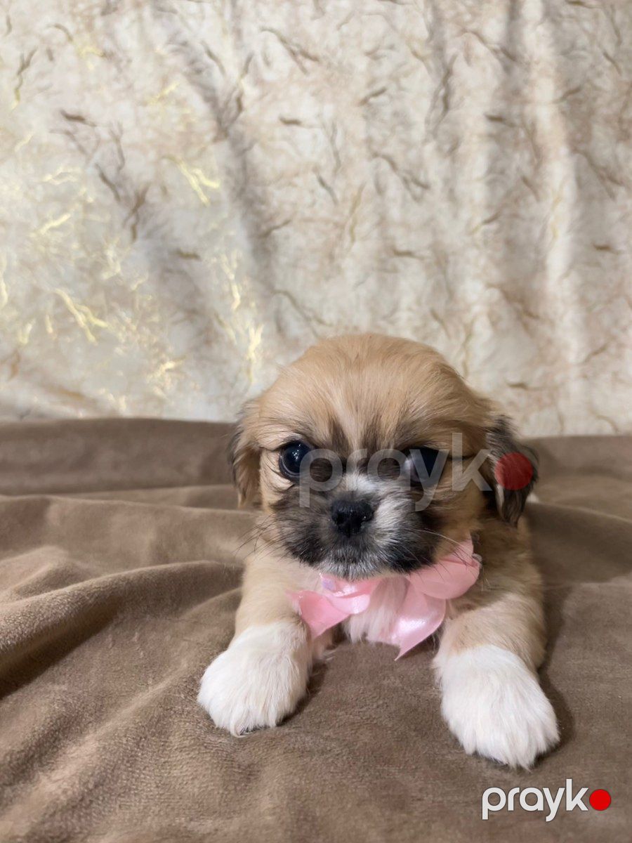 Pekines — Köpəklər, Bakı (2)
