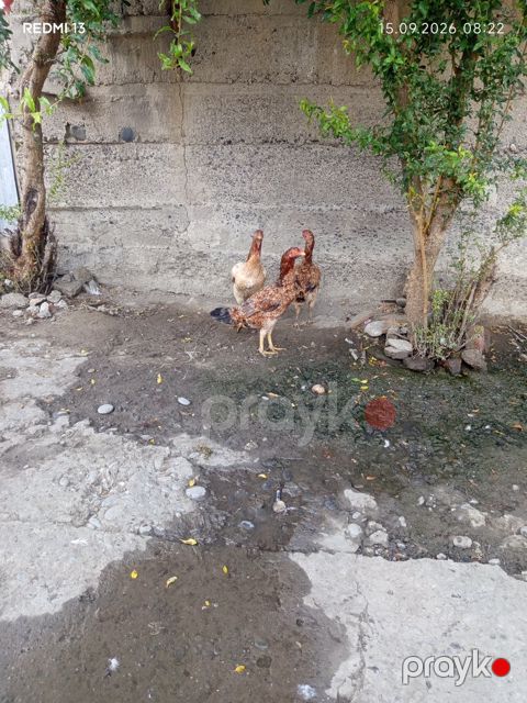 Heyratı xoruz — Xaçmaz