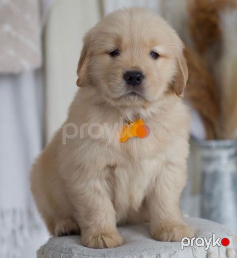 Golden Retriver — Bakı