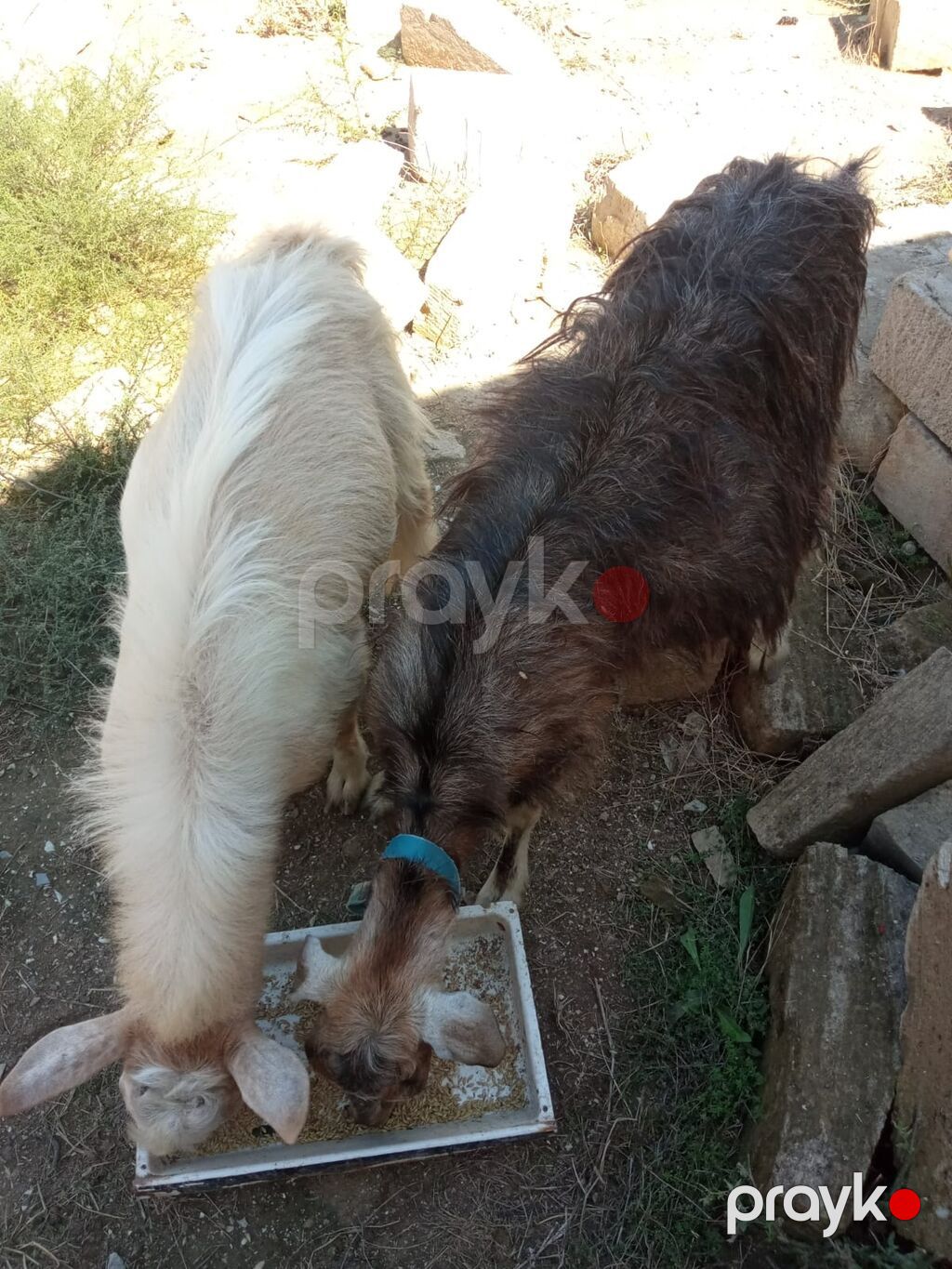Keci satilir.1 erkey, 1 disi.Erkey 8 ayliqdi ag renh,disi qara reng 2 — Kənd təsərrüfatı heyvanları, Novxanı (4)