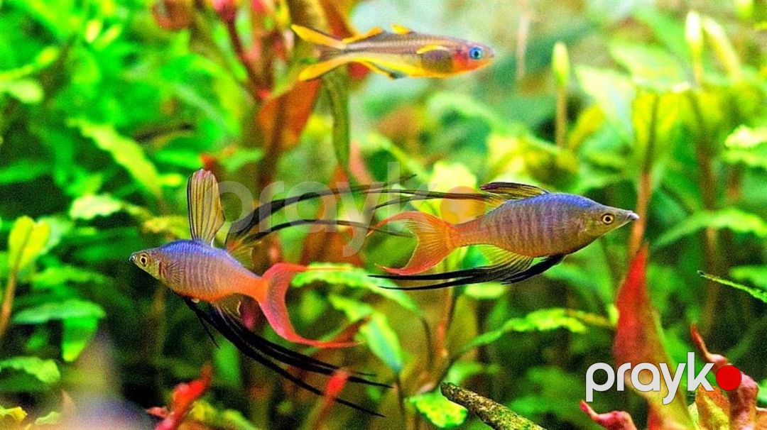 Iriantherina Werneri — Akvariumlar və balıqlar, Bakı (2)