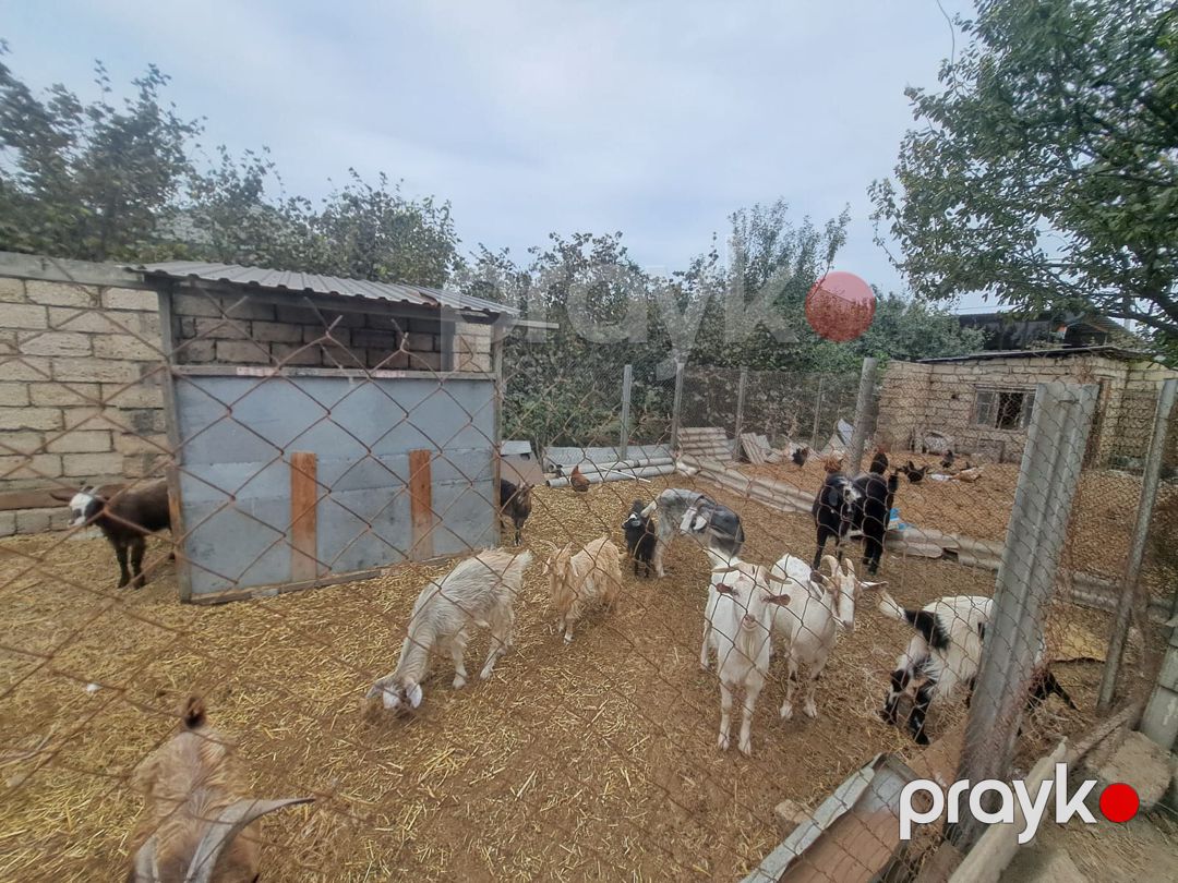 Keçilər — Kənd təsərrüfatı heyvanları, Bakı (2)