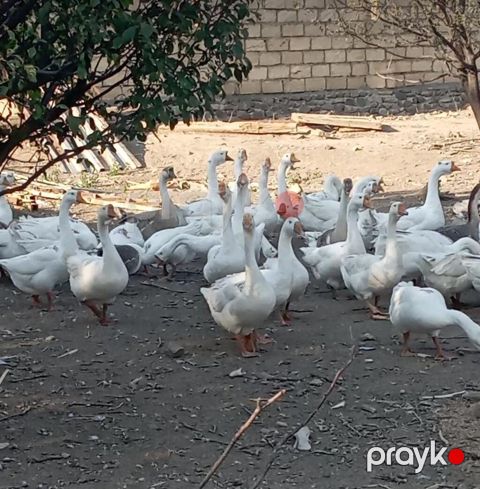 Satlıq qaz sürüsü qaz sürüsü kök qardalı ilə baxılmış 50 ədəddir — Gəncə