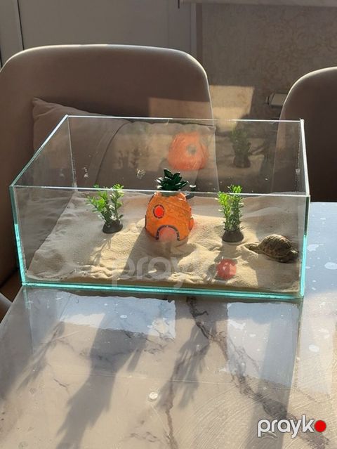 Tıspağa üçün terrarium tək şüşədə olan.İdeal vəzziyətdə quru tıspağa — Masazır
