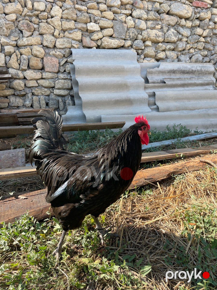 Avstralorp xoruzu — Quşlar, Bakı (3)
