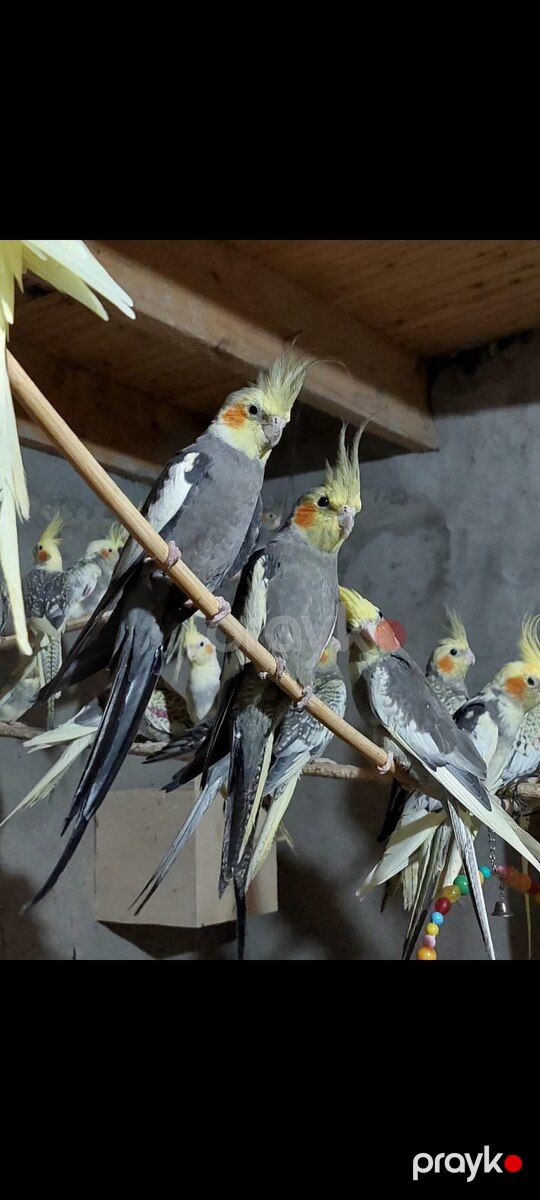 Korella tutuquşu — Quşlar, Bakı (2)