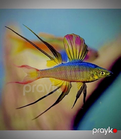 Iriantherina Werneri — Bakı