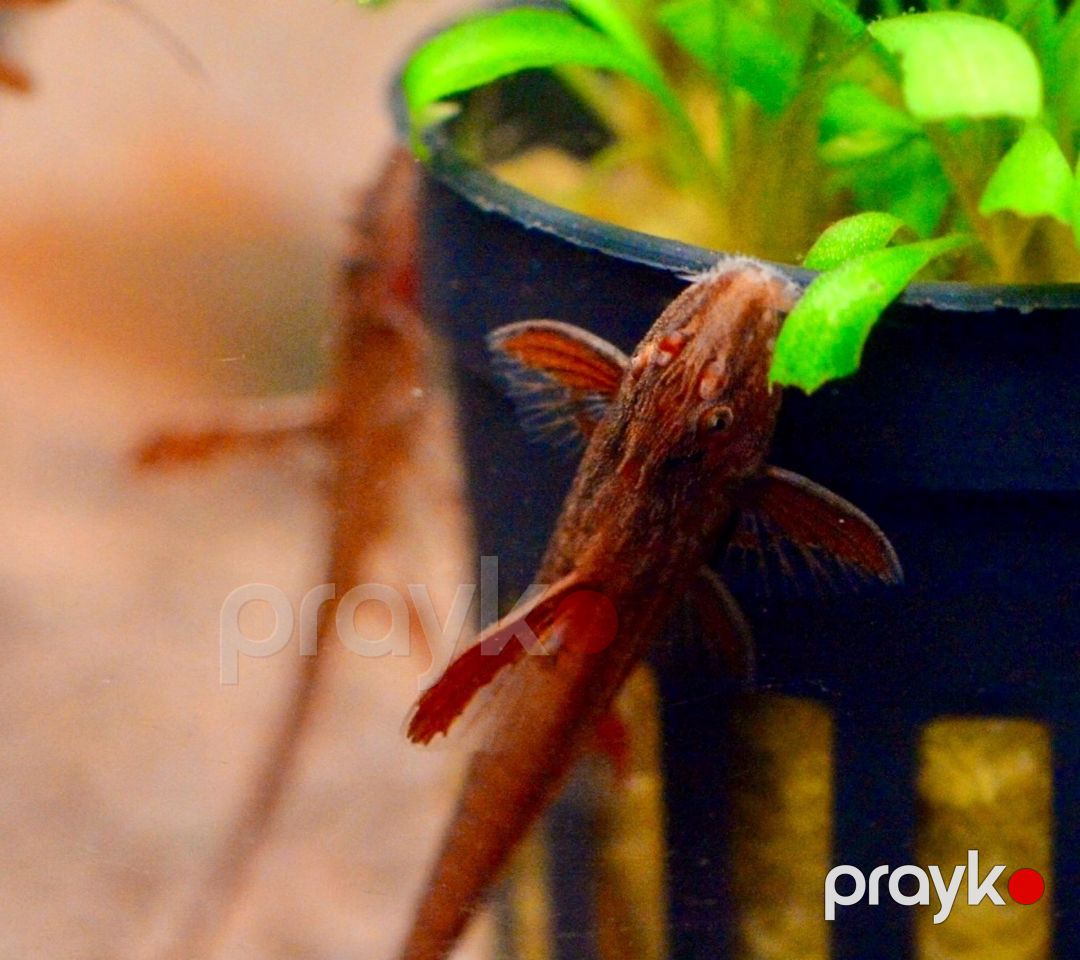 Rinolaricaria SP Red — Akvariumlar və balıqlar, Bakı (3)