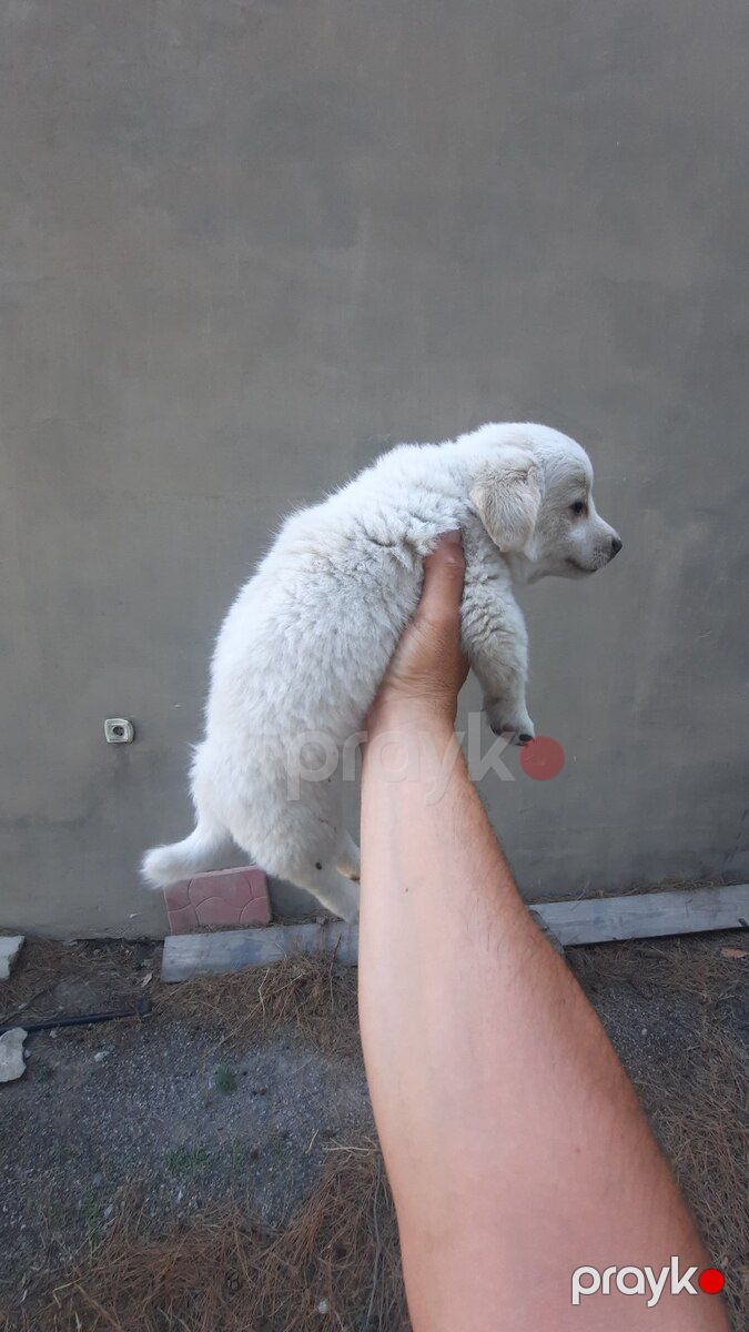 Labrador Retriver balası — Köpəklər, Bakı (3)