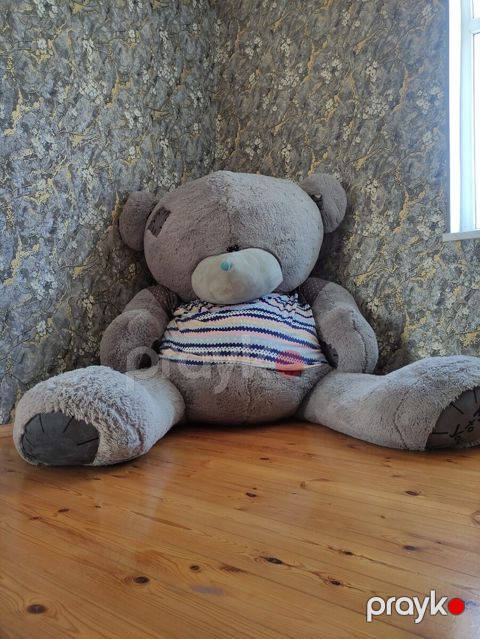 Teddy oyuncaq ayı — Sumqayıt