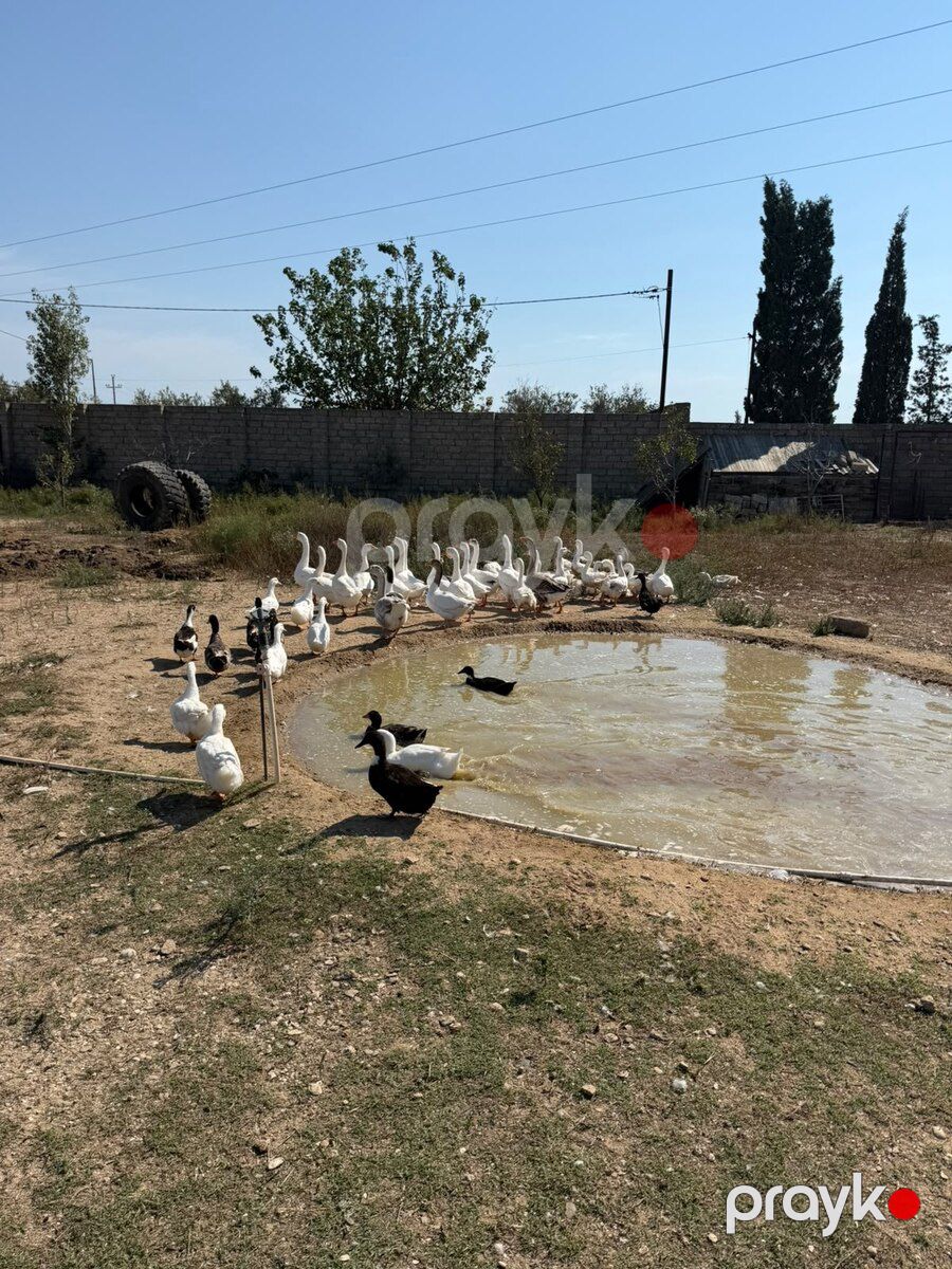 Qaz — Quşlar, Bakı (2)