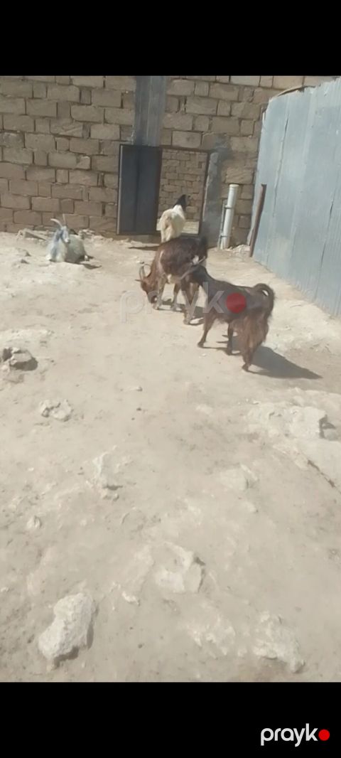 Allahın salamı olsun hər kəsə Qardaşlar damazlıq keçi və çəpışlər — Bakı