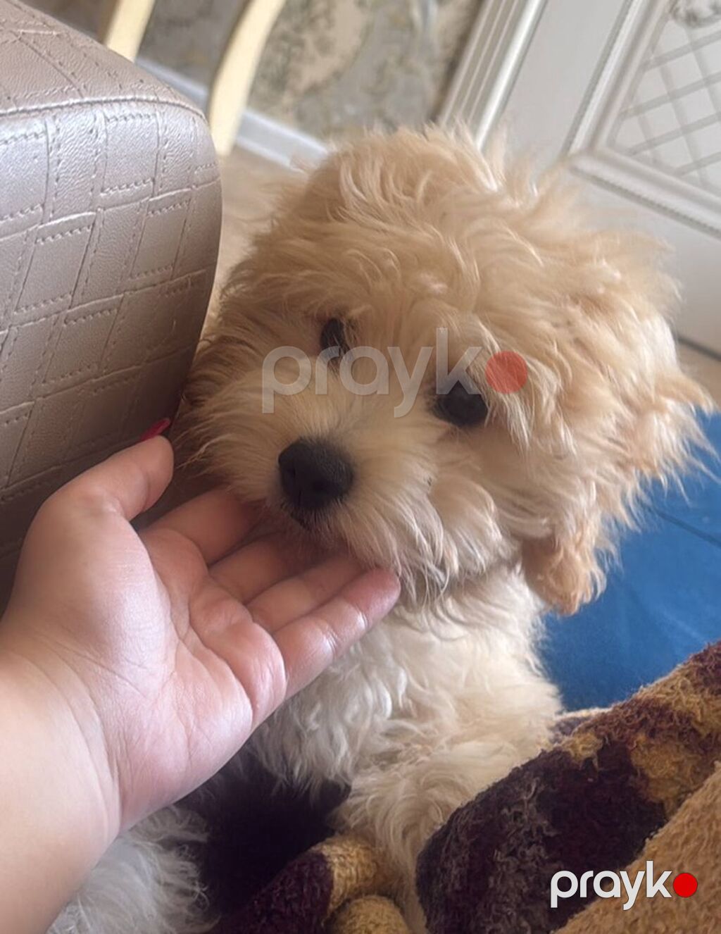 3 Aylıq Maltipoo Satılır Ölkə xaricinə köçdüyümüz üçün sevimli — Dizayn, Bakı (3)