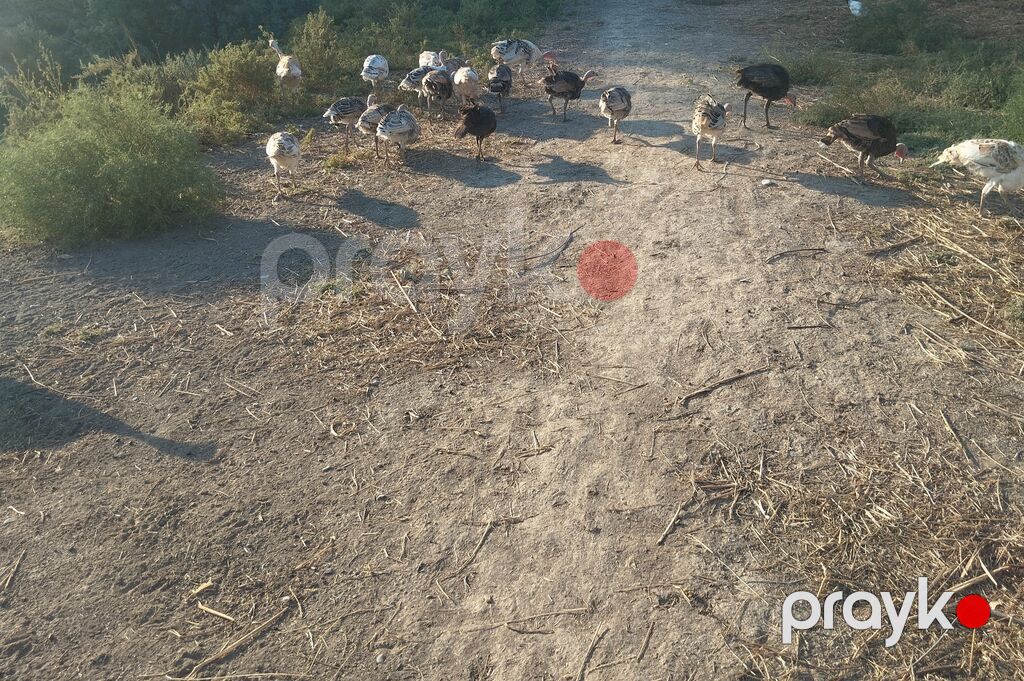 Hinduşka satılır biri 25 AZN — Digərləri, Zərdab (2)