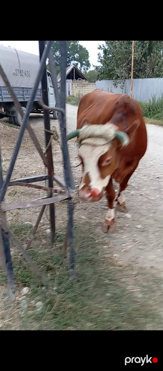 Simmental inək — Kənd təsərrüfatı heyvanları, Xaçmaz (3)