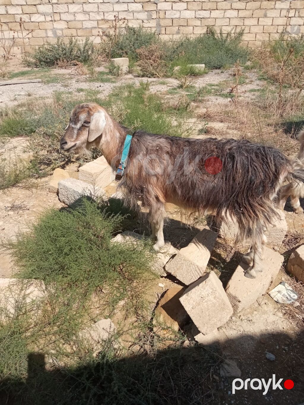 Keci satilir.1 erkey, 1 disi.Erkey 8 ayliqdi ag renh,disi qara reng 2 — Kənd təsərrüfatı heyvanları, Novxanı (3)
