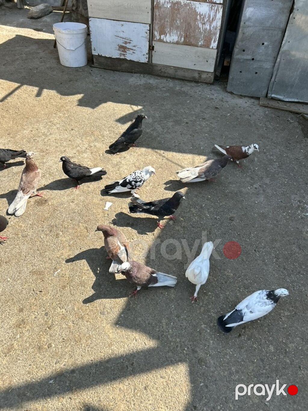 Salam 17 dene quwdu 2 manatdan hamsi saglam quwdardi — Göyərçin, Bakı (4)