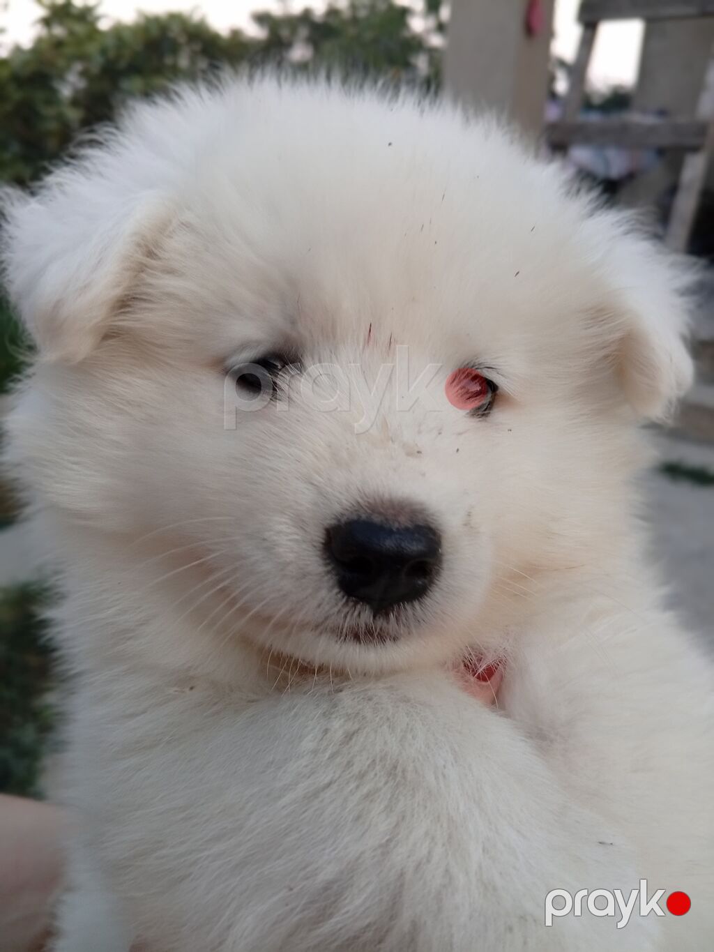 Samoyed, 2 ay, Sənədli — Köpəklər, Bakı (7)