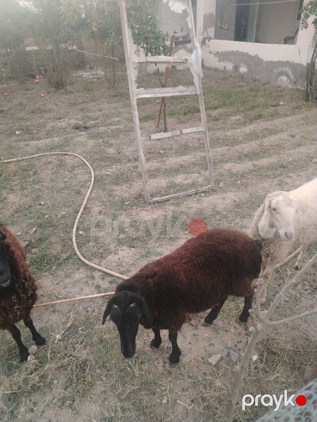 Dişi, il: 1, Damazlıq — Kənd təsərrüfatı heyvanları, Digah (7)