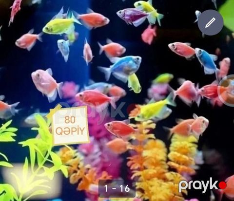 Ternetsiya Glofish balıqları — Bakı