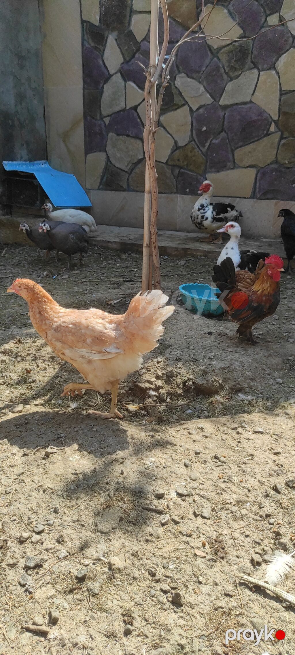 Toyuq xoruz Lohman Braun 4 aylıq xoruzları banlayir 2 xoruz istəyən — Digərləri, Digah (3)