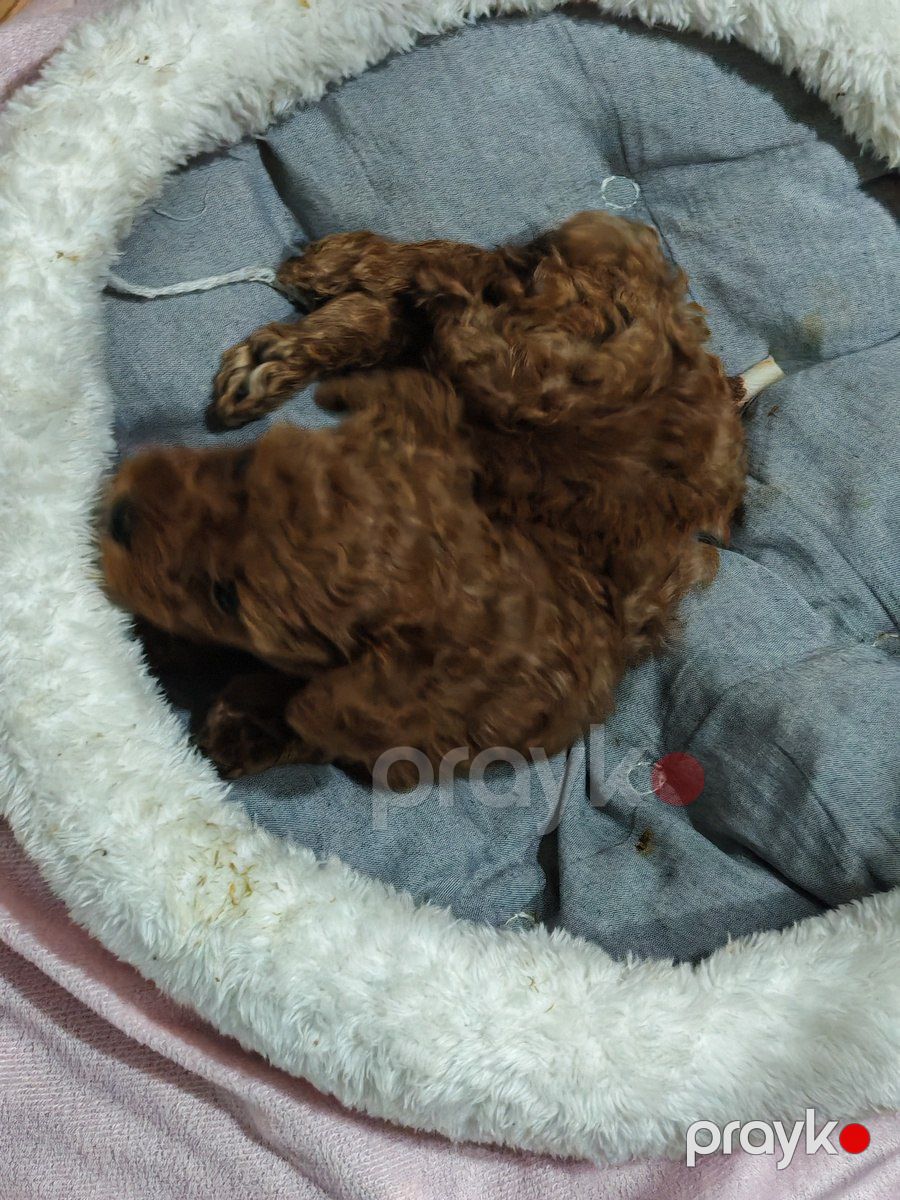 Maltipoo — Köpəklər, Bakı (3)