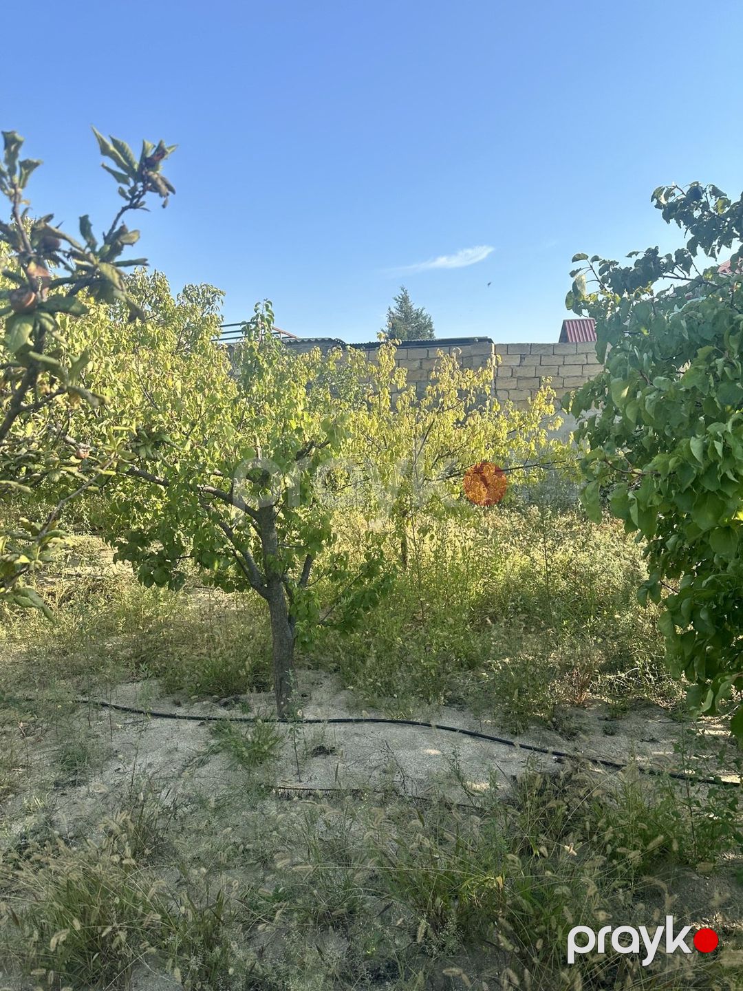 Satılır torpaq 3 sot — Torpaq, Bakı (3)