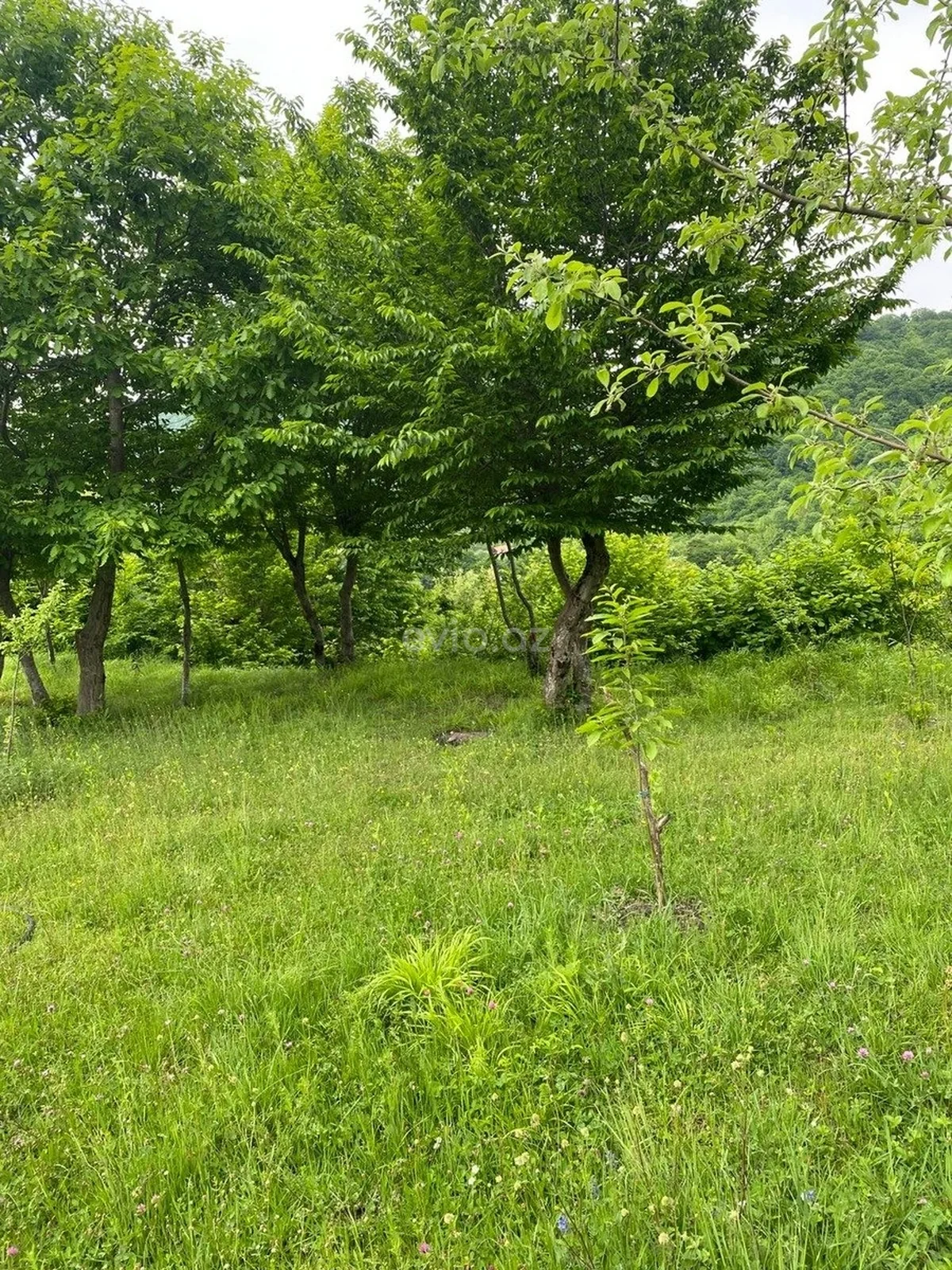 Kirayə 4 otaqlı bağ evi İsmayıllıda — Ev, villa, İsmayıllı (5)