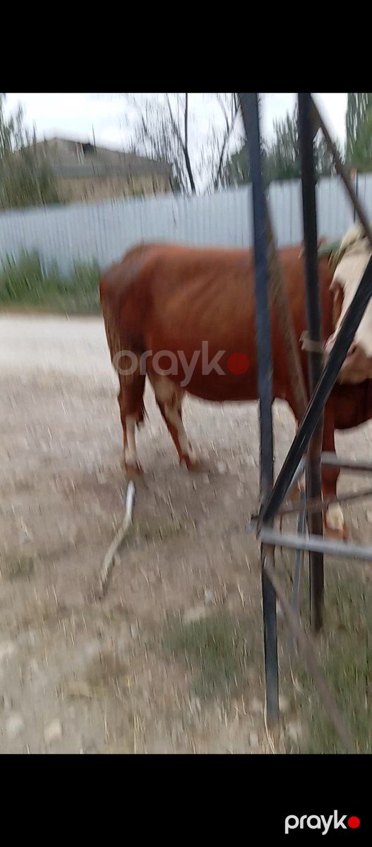 Simmental inək — Kənd təsərrüfatı heyvanları, Xaçmaz (4)
