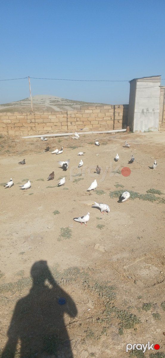 Göyərçinlər — Quşlar, Bakı (2)