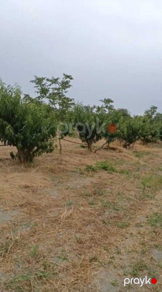 Satılır torpaq 127 sot — Torpaq, Xaçmaz (6)