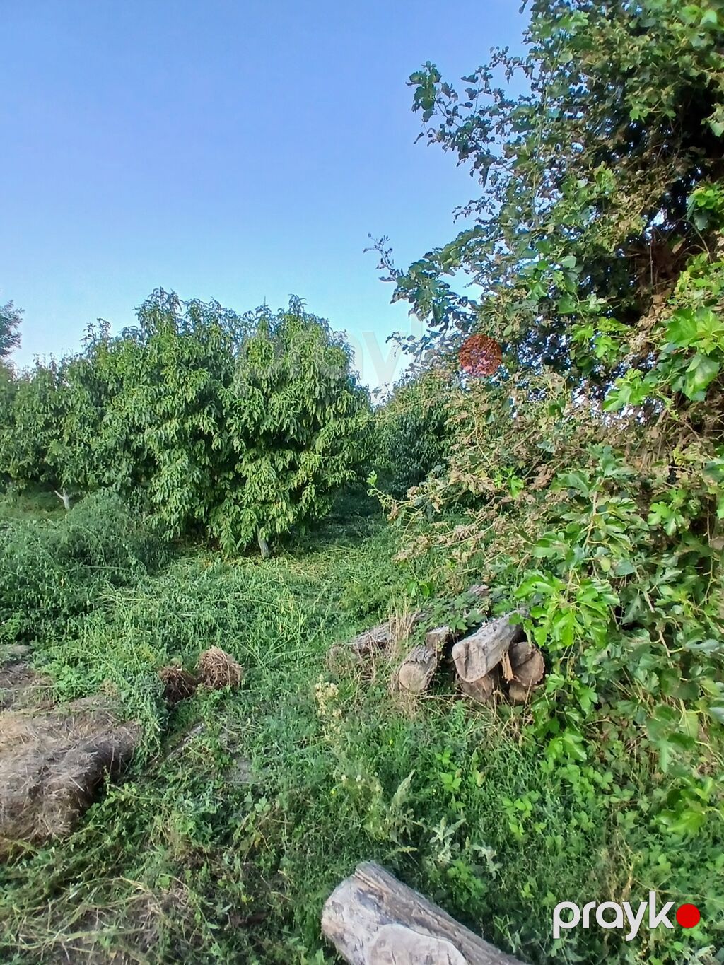 Kənd təsərrüfatı — Torpaq, Qusar (5)