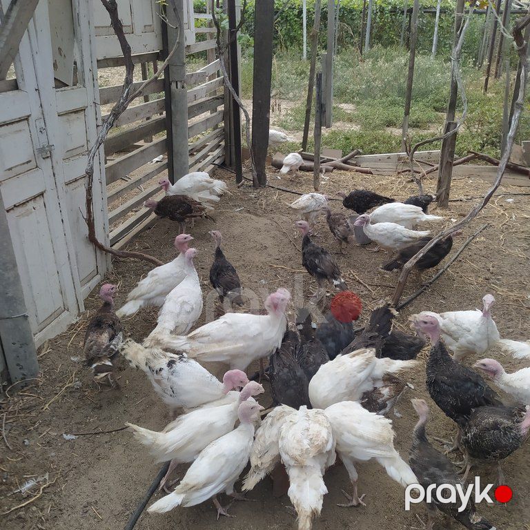Hinduşka cücələri — Quşlar, Bakı (9)