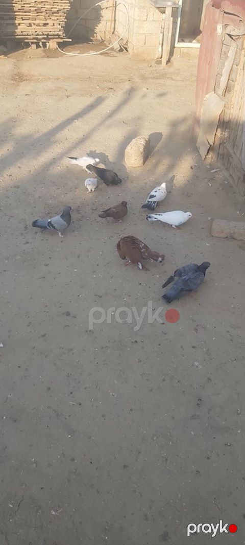 Tergıdlır teclı satlır — Bakı