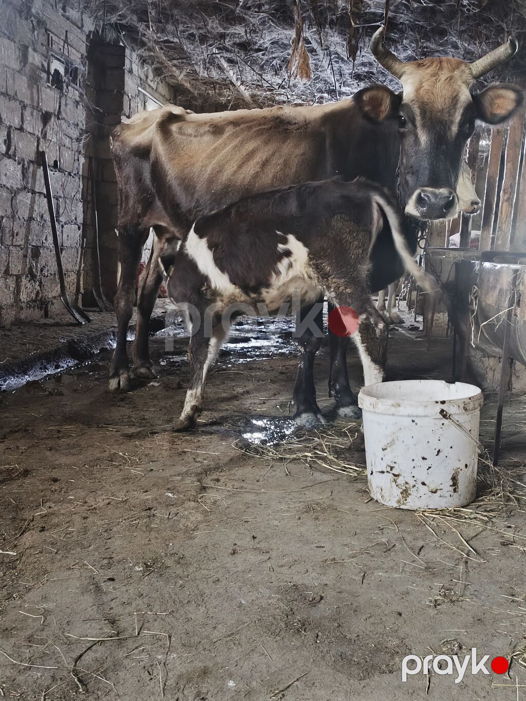 Diqetle oxu yig Ana Bala satlir qocadi Dişi yoxdu çöle gedib gelen — Kənd təsərrüfatı heyvanları, Pirəkəşkül (4)