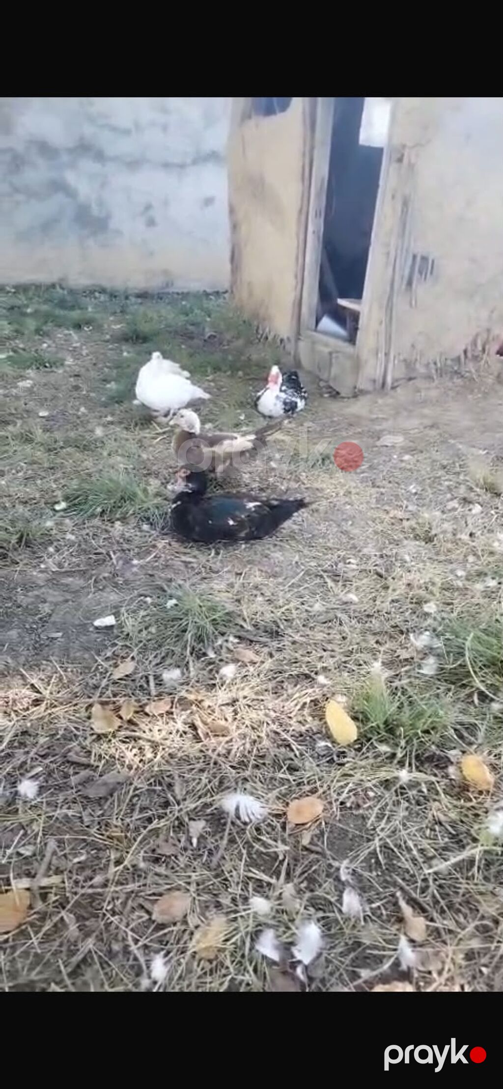 Say: şəkillərdə bir neçə yetkin və gənc fərd görünür — Digərləri, Bakı (2)