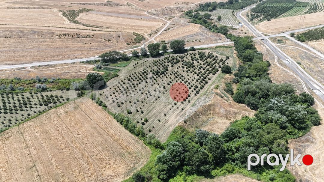 600 sot torpaq sahəsi, Qusar r — Torpaq, Qusar (2)