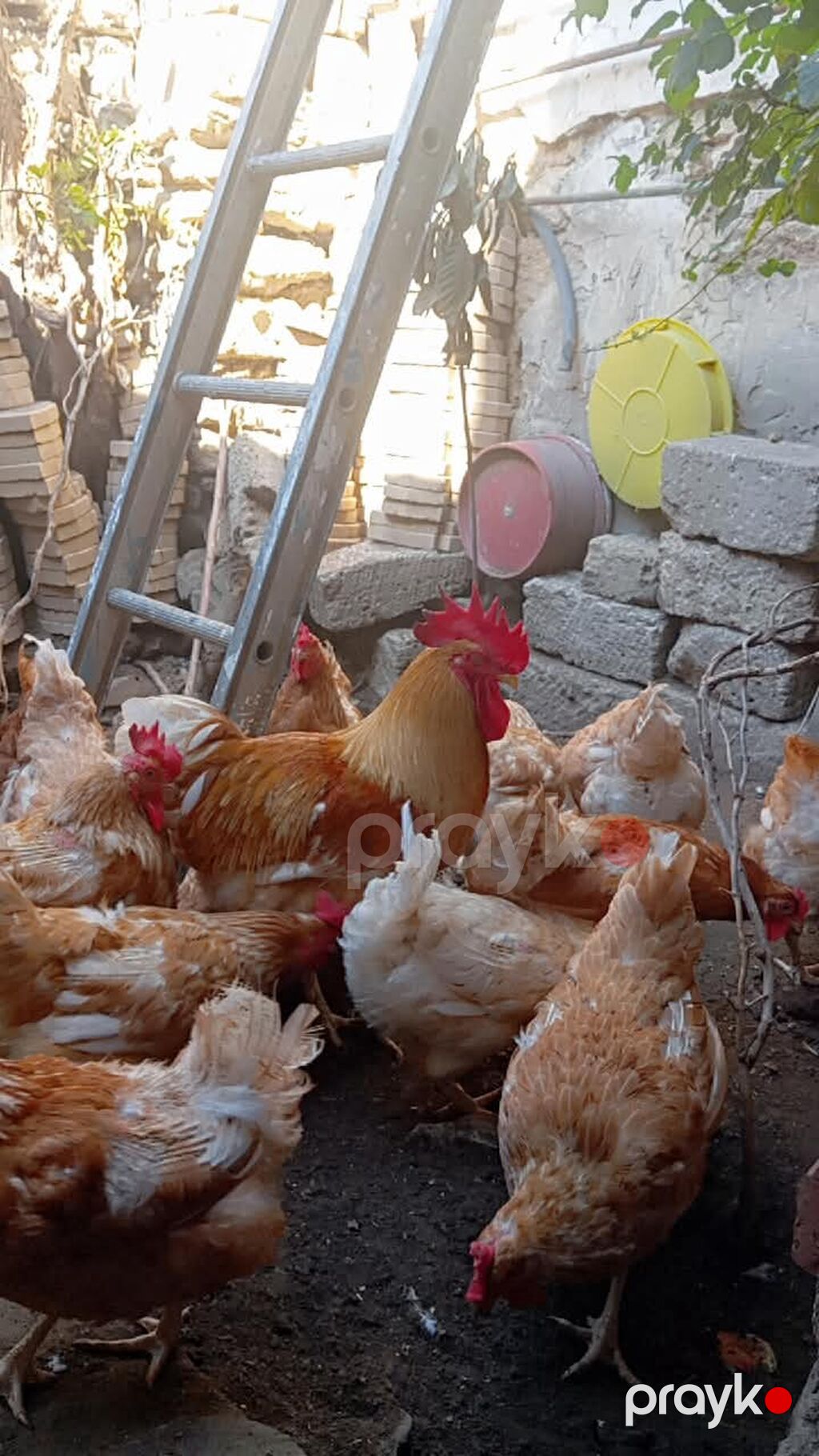 Məhsul: Yerli toyuqlar və xoruzlar (yumurta yönümlü qarışıq rəngli — Toyuq və xoruz, Digah (2)