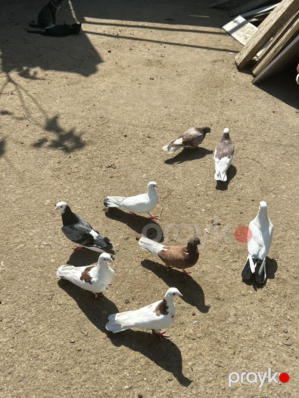 8 dene quwdu 5 manatdan — Göyərçin, Bakı (4)