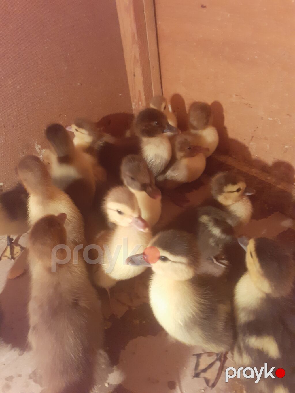 17 dene macar ordek balalari. tam saglam aktiv balalar. biri 4 manat — Digərləri, Xırdalan (9)