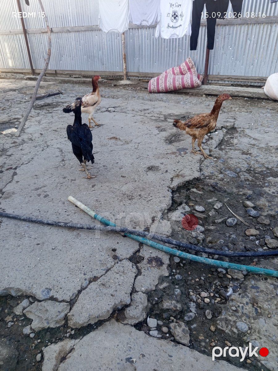 Heyratı xoruz — Quşlar, Xaçmaz (3)