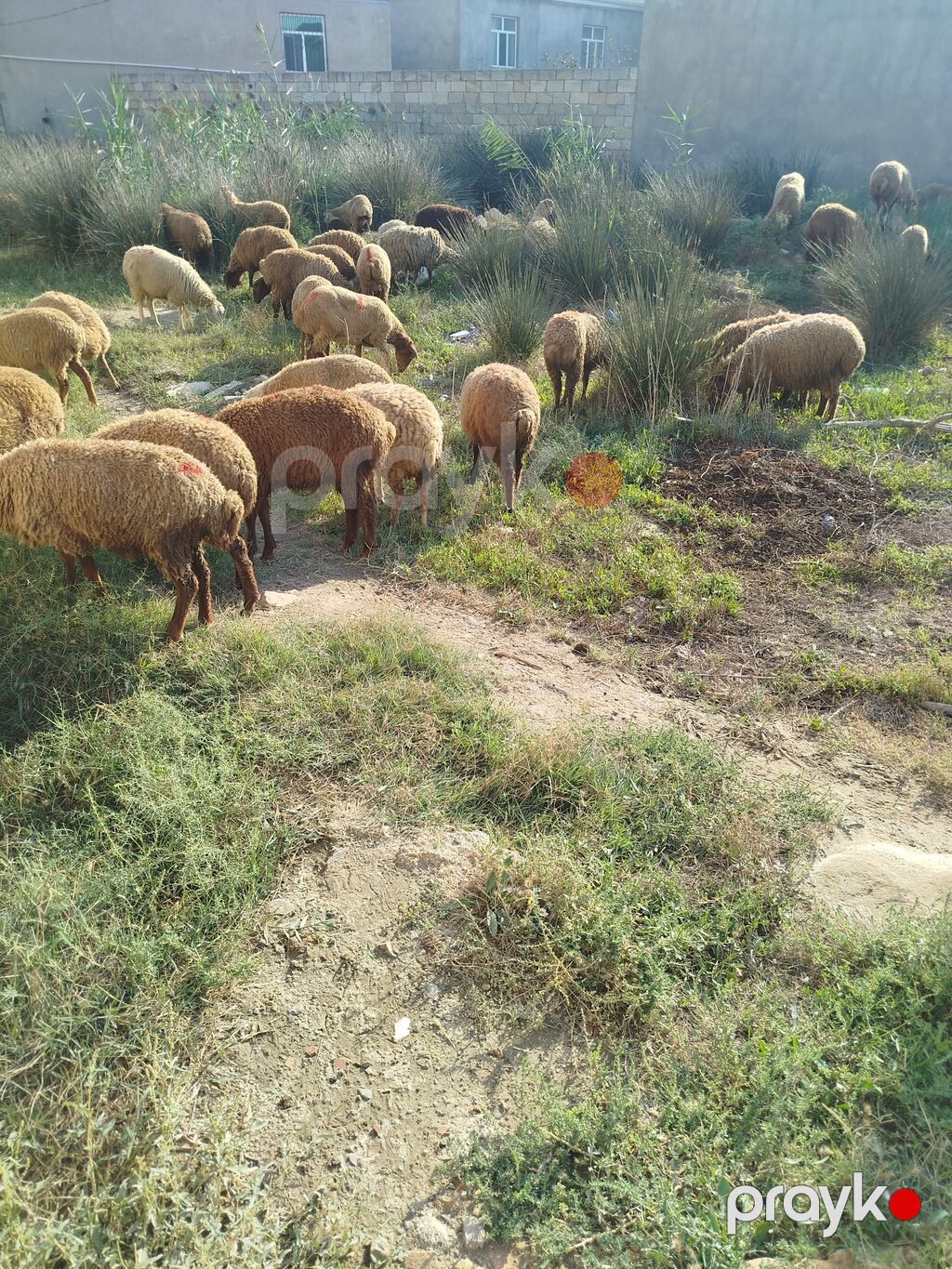 Qoyun sürüsü satılır 87 quzudu kom biri 225 lə qiymet sondu - Növ — Kənd təsərrüfatı heyvanları, Digah (2)