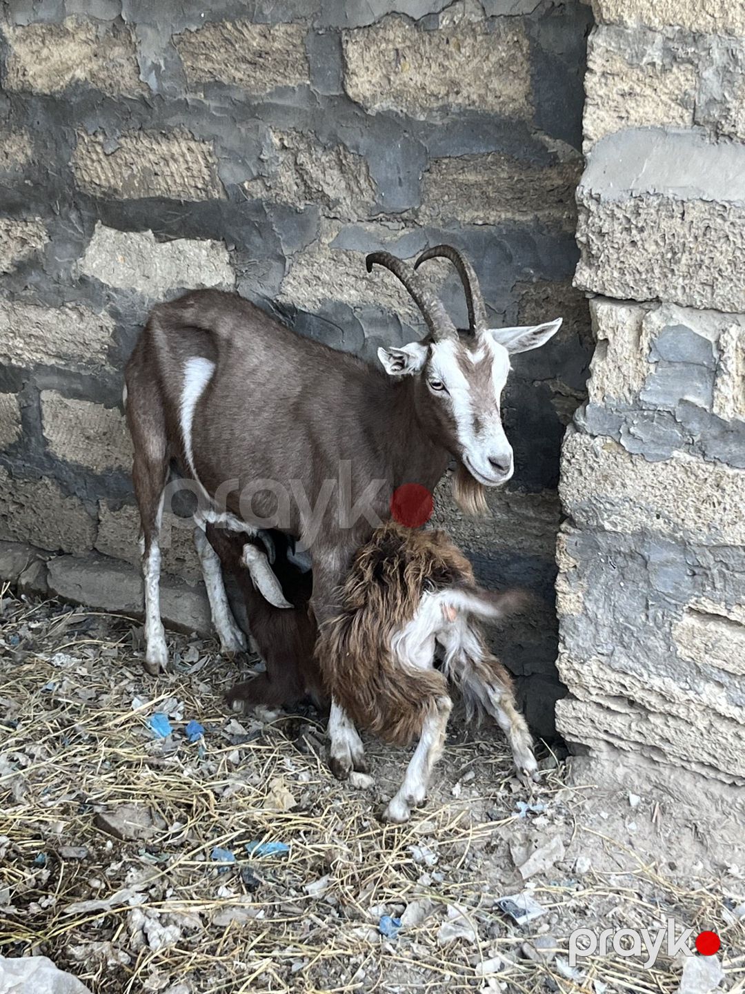 Keçilər — Kənd təsərrüfatı heyvanları, Sumqayıt (11)