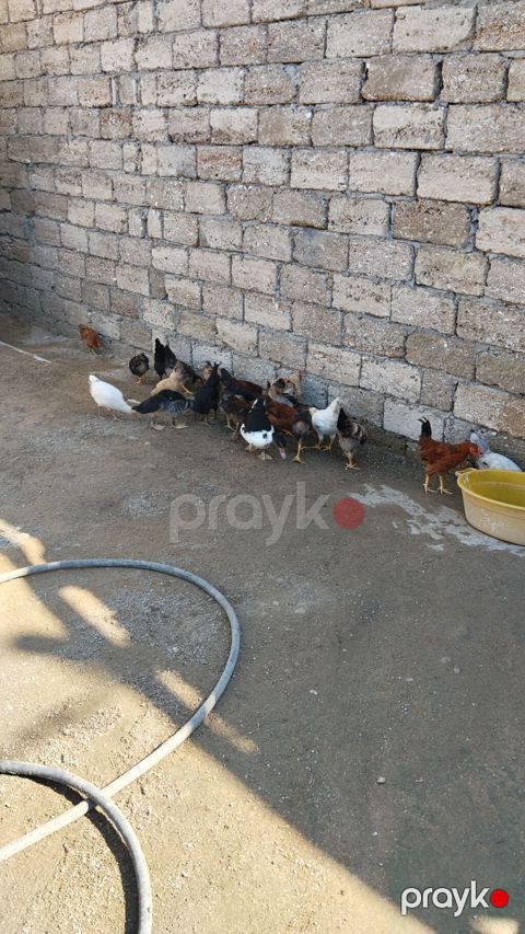 Qarışıq cins kənd toyuqları - Təsvir: Şəkildə müxtəlif rəng və — Bakı