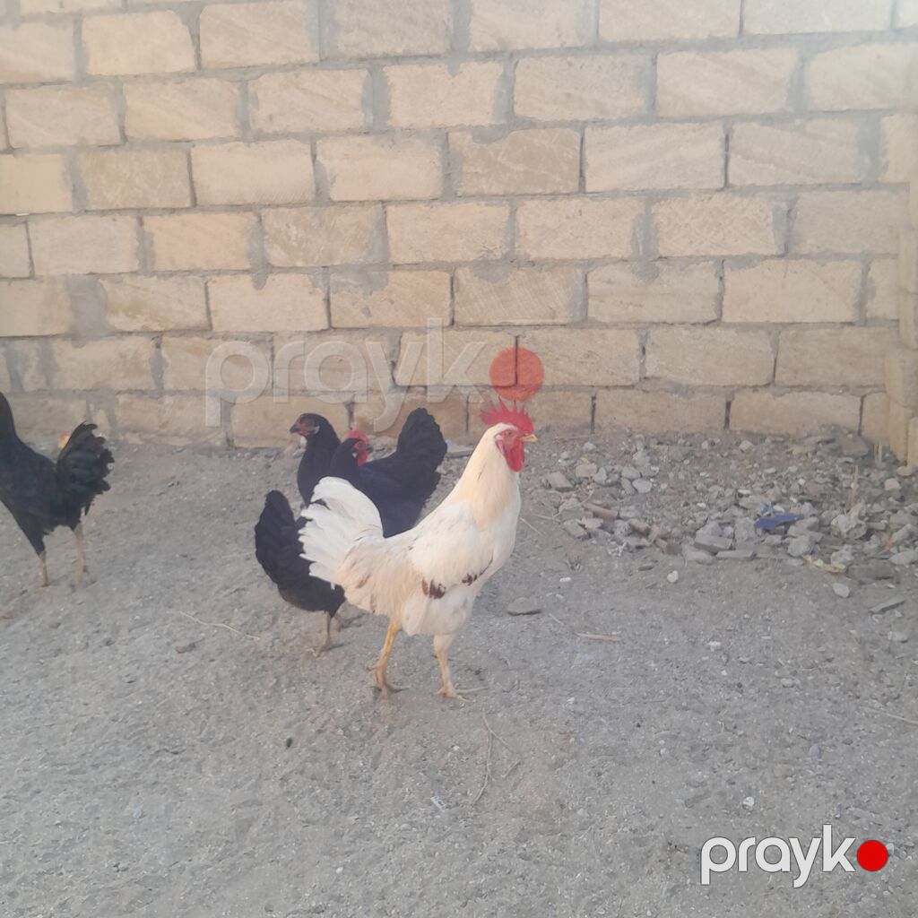 Toyuq, Damazlıq — Toyuq və xoruz, Sumqayıt (2)