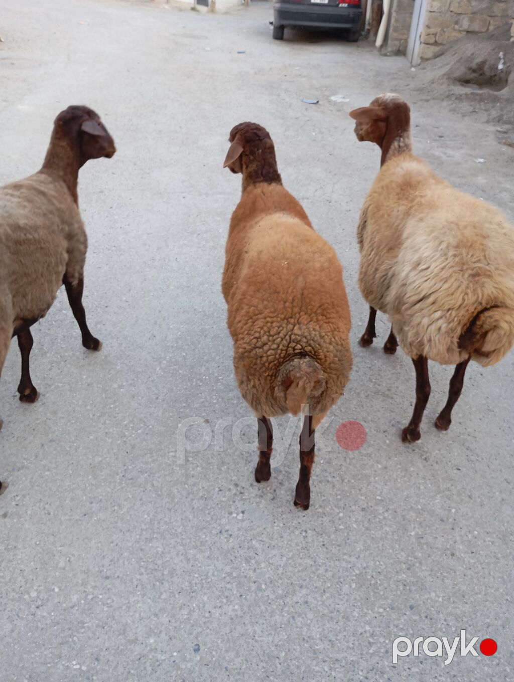 Maşallah 7aylıq erkeydi qiymete göre narahat etme — Kənd təsərrüfatı heyvanları, Xırdalan (5)