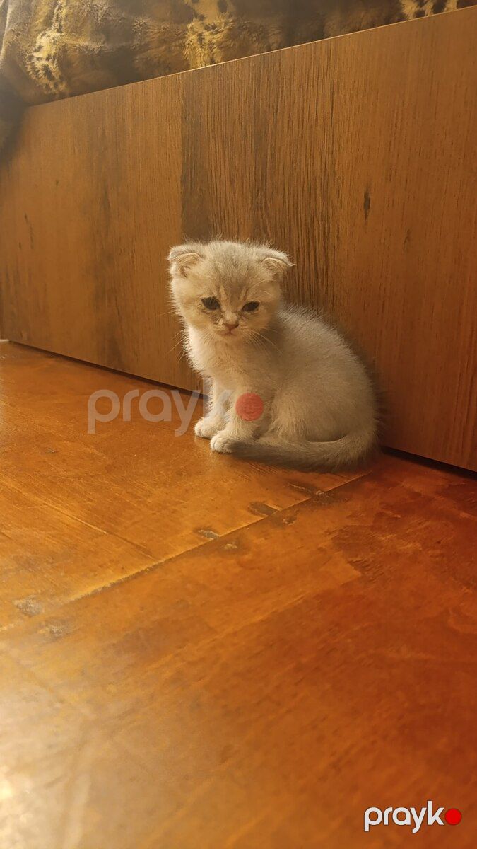 Şinşilla pişiyi — Pişiklər, Bakı (3)