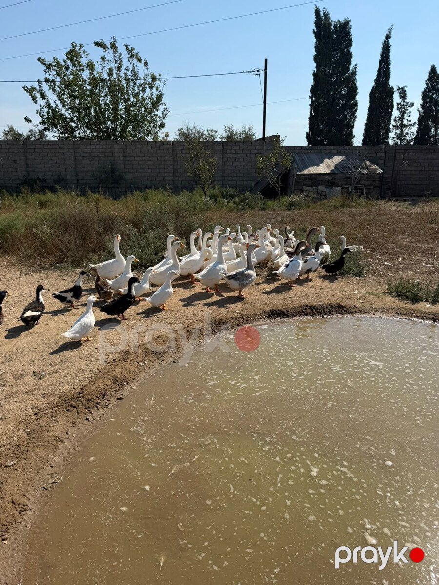 Qaz — Quşlar, Bakı (5)