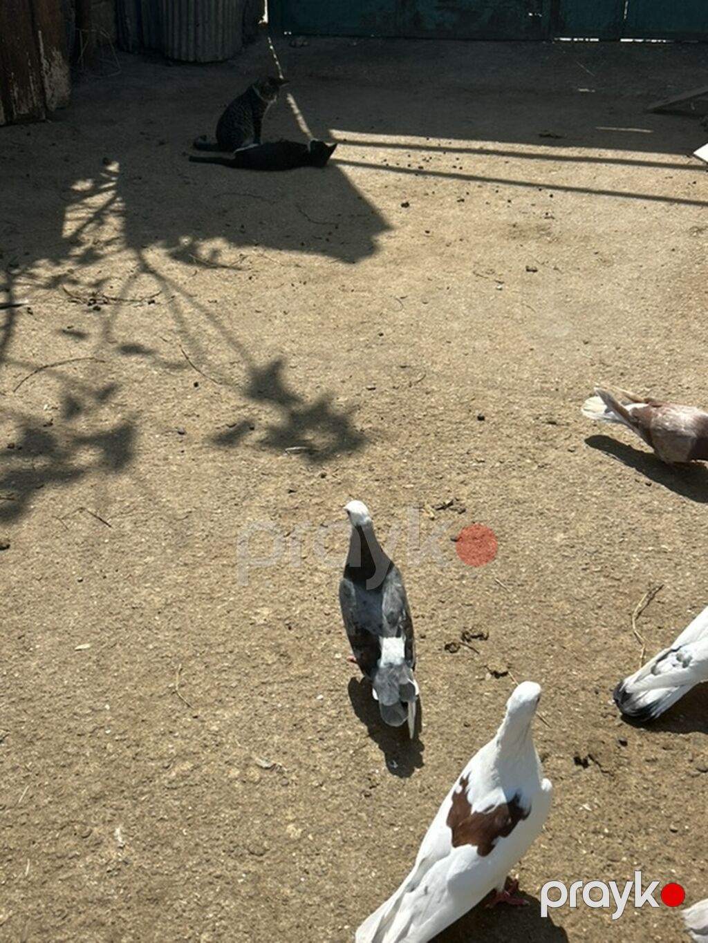 8 dene quwdu 5 manatdan — Göyərçin, Bakı (3)